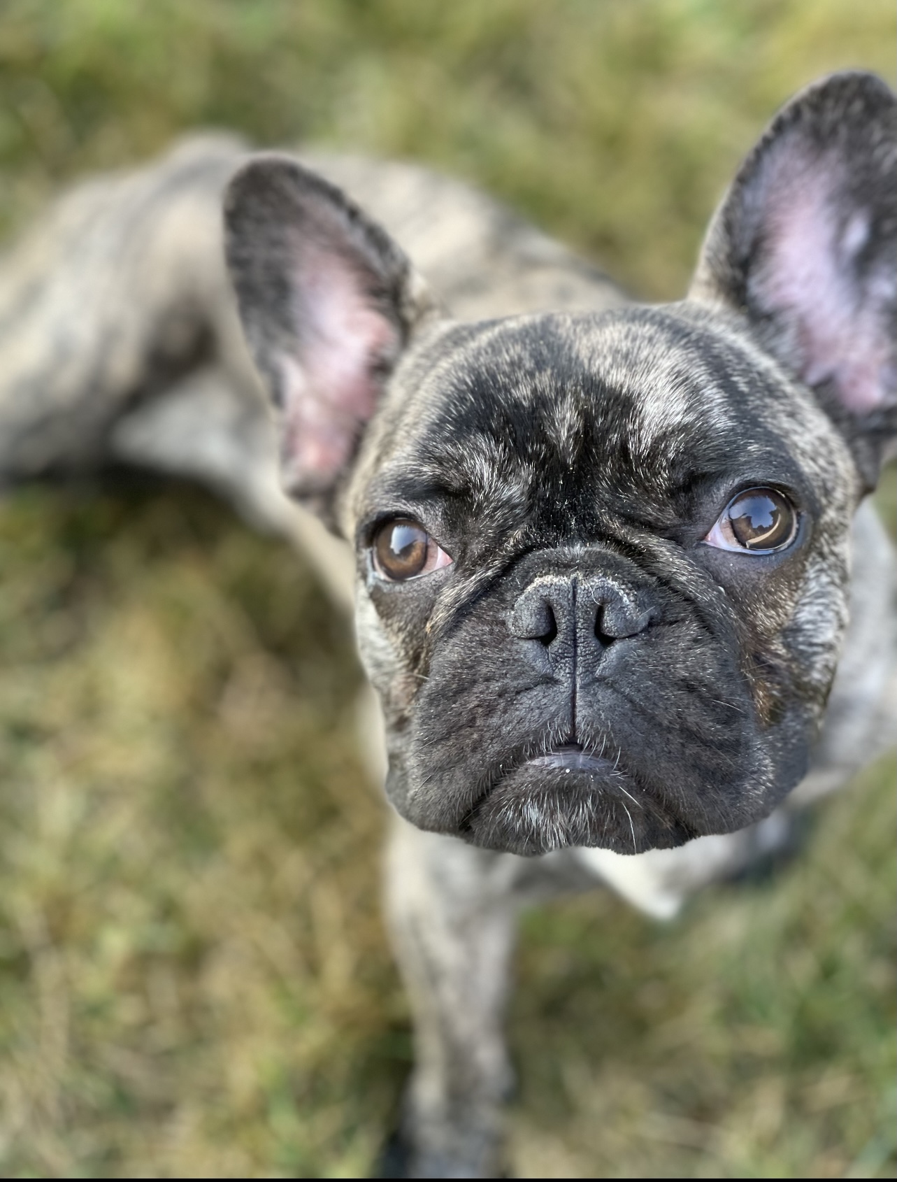 45+ French Bulldog Snorting Picture - Bleumoonproductions