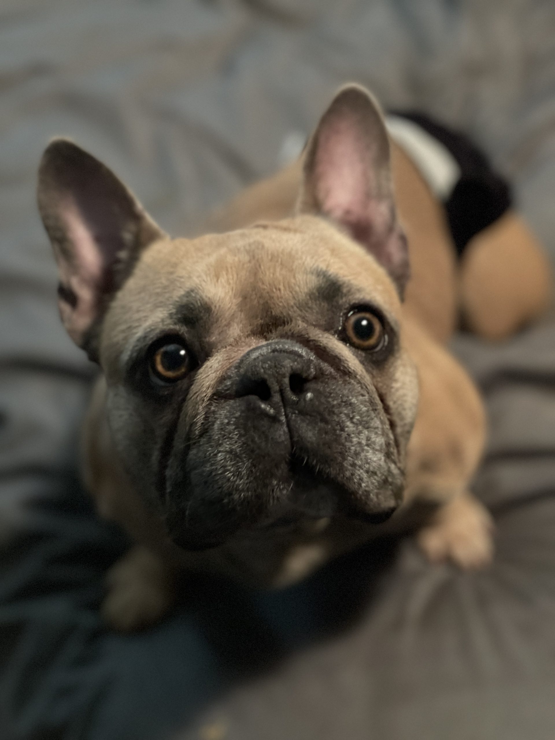 SNORT Rescue – Adopt a French Bulldog, Boston Terrier, English Bulldogs ...