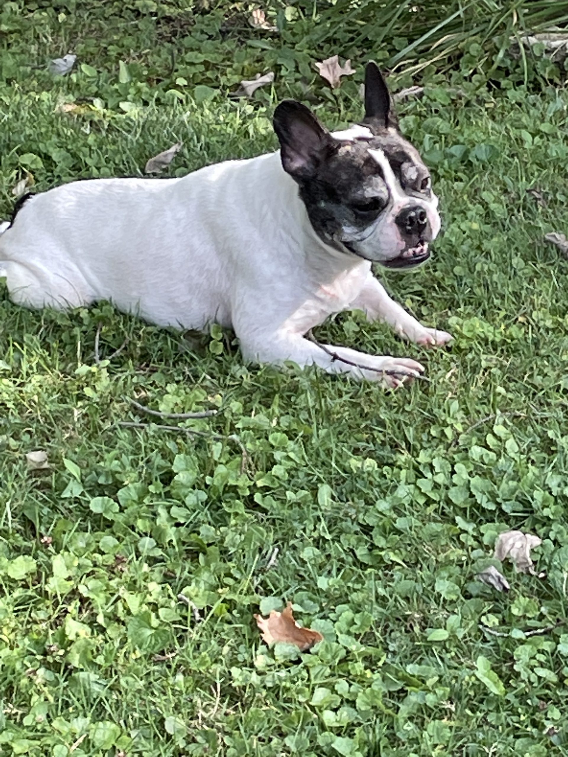 can french bulldogs jump fences