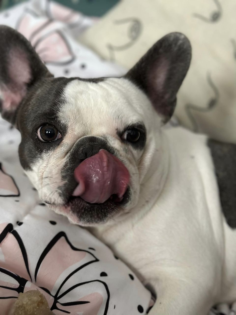 SNORT Rescue – Adopt a French Bulldog, Boston Terrier, English Bulldogs ...