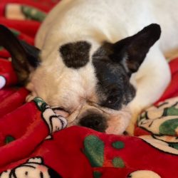 Adoptable Dogs – SNORT Rescue